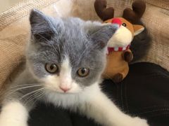 -猫大福·Fortune Cat猫舍(百子湾店)