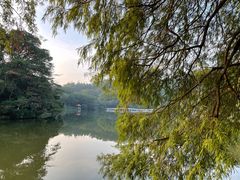 -深圳仙湖植物园