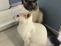 -喵的天空名猫咖啡馆·撸猫·猫舍·用品