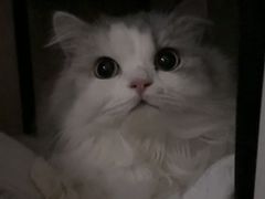 -爱佳宠物中心医院24H·CT·骨外科·猫专科(瑶海万达店)