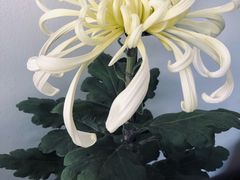 -杭州植物园