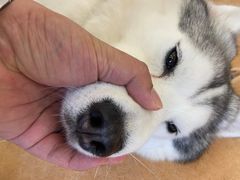-Let's go狗咖·猫咖·奶狗·桌游(春熙路IFS店)
