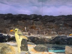 -新加坡飞禽公园