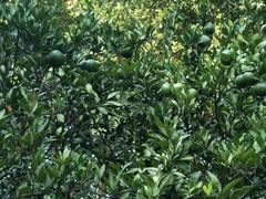 -火宫殿(五一大道分店)