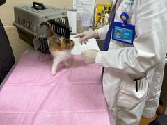 -北京观赏动物医院·24小时大型综合·猫专科·异宠专科