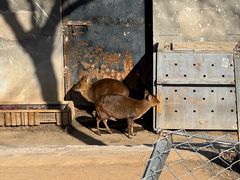 -石家庄市动物园