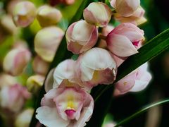 -国家植物园