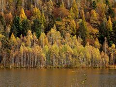 -五营红松林海景区