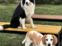 -趣玩宠物乐园寄养训犬训狗游泳池