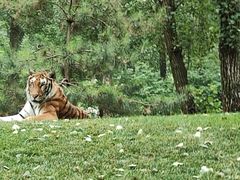 -北京野生动物园