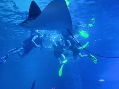 -烟台海昌鲸鲨海洋公园