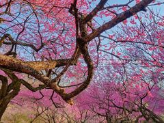 -杭州植物园