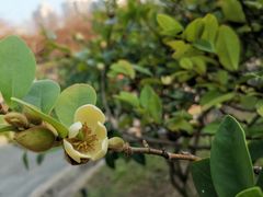 -纪念孙中山市政公园