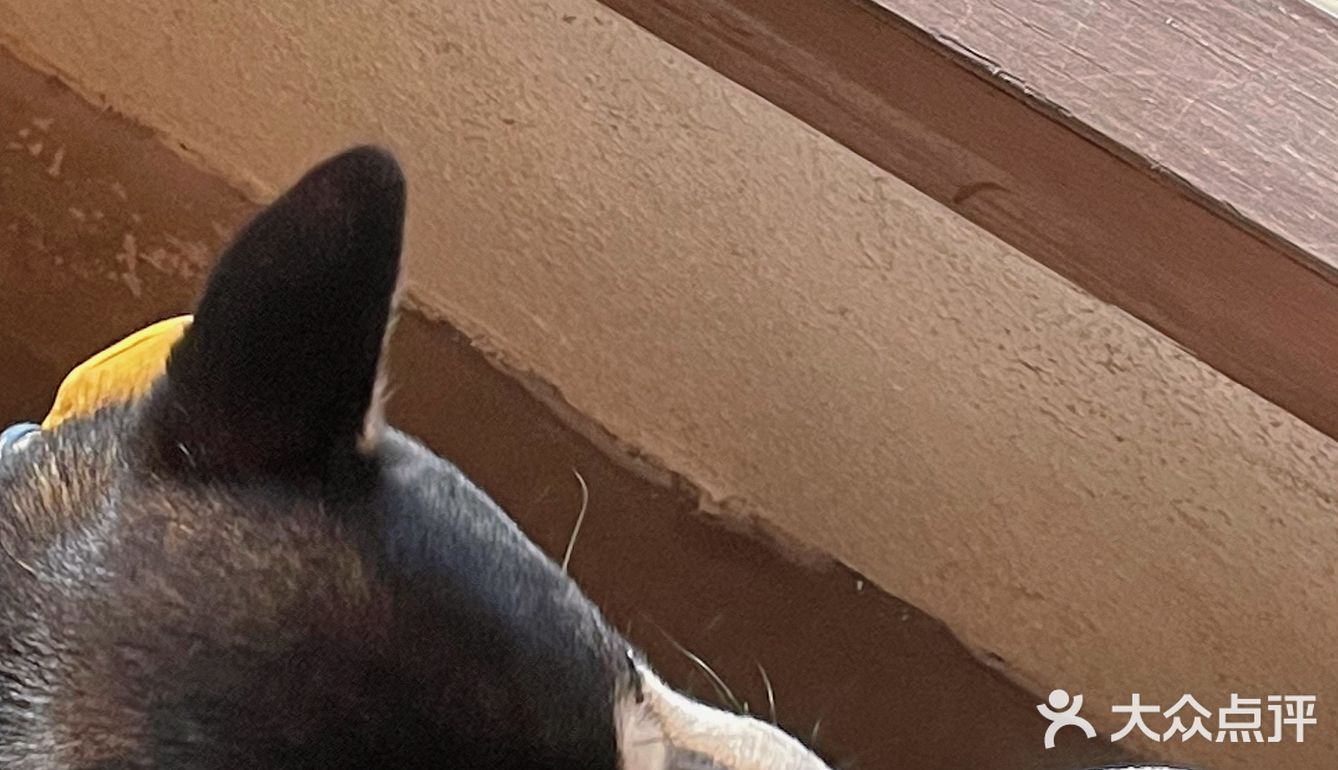 广州探店｜柴犬出没❗️小丸子同款焦糖布丁