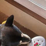 广州探店｜柴犬出没❗️小丸子同款焦糖布丁