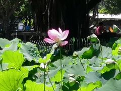 -光明港公园