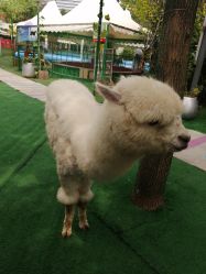 -萌宠亲子动物乐园(槐房万达店)