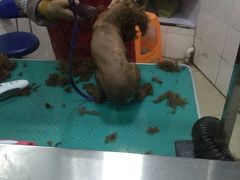 -芭比堂宠物医院·全科爱猫医院·仁德分院