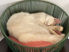 -Cappucimeow猫咪咖啡馆(韦伯时代店)