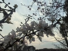 -高东镇樱花园