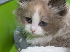 -唐小姐の猫狗洗护·购宠旗舰店(周浦万达店)