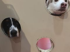 -和它·交个朋友·狗咖猫咖(爱琴海店)