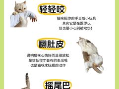 -翊宠yipet猫狗购宠庄园犬舍•猫舍