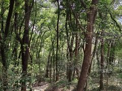 -上海佘山国家森林公园天马山园