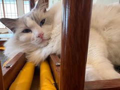 -Let's go狗咖·猫咖·奶狗·桌游(春熙路IFS店)