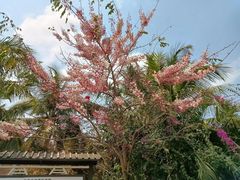 -亚龙湾国际玫瑰谷