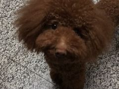 -波姐宠物家庭寄养