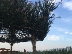 -秀丽东方
