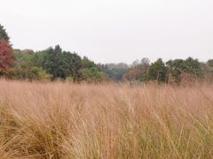 -杭州湾海上花田景区