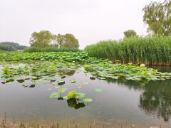-大兴滨河森林公园