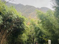 -王顺山国家森林公园