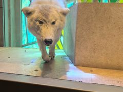-Behring World of Animals(上海自然博物馆店)