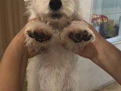 -翊宠yipet猫狗购宠庄园犬舍•猫舍