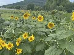 -苏州太湖西山岛开心农场