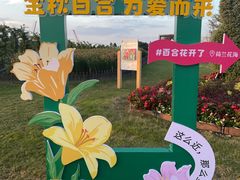 -荷兰花海