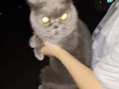 -瑞鹏宠物医院·内科·中兽医·骨科(苗圃店)