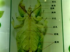 -上海昆虫博物馆