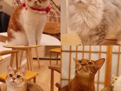 -Let's go狗咖·猫咖·奶狗·桌游(春熙路IFS店)