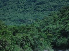-海南霸王岭国家森林公园