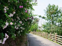 -白鹭湾湿地公园