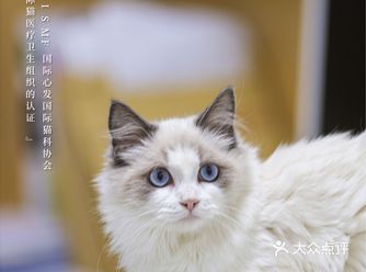 津城权威猫科宠物医院国际认证！值得收藏