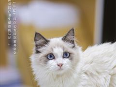 -瑞派长江宠物医院·猫科·外科·24小时夜护(谊城公寓分院)