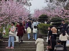-铁山坪森林公园