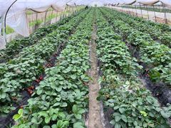 -小鱼草莓采摘园农家乐·小鱼餐厅