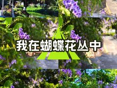 -长洲岛