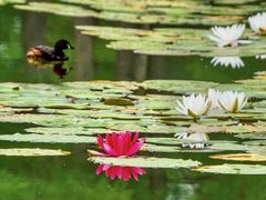 -白鹭湾湿地公园